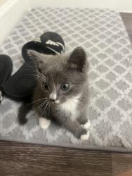 Found/Stray Unknown Cat last seen Oasis at Cypress Woods apmt complex, Fort Myers, FL 33966