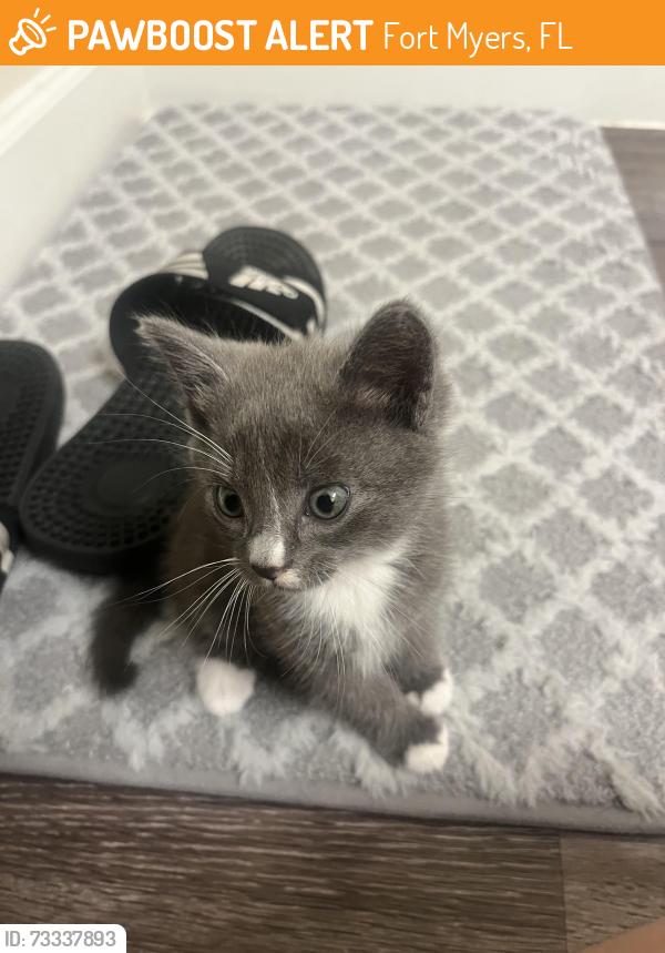 Found/Stray Unknown Cat last seen Oasis at Cypress Woods apmt complex, Fort Myers, FL 33966