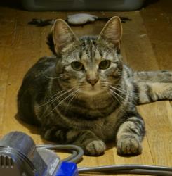 Lost Female Cat last seen Dodgingtown Market, Newtown, CT 06470