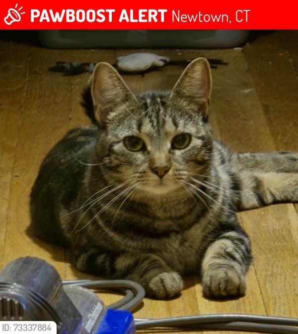 Lost Female Cat last seen Dodgingtown Market, Newtown, CT 06470