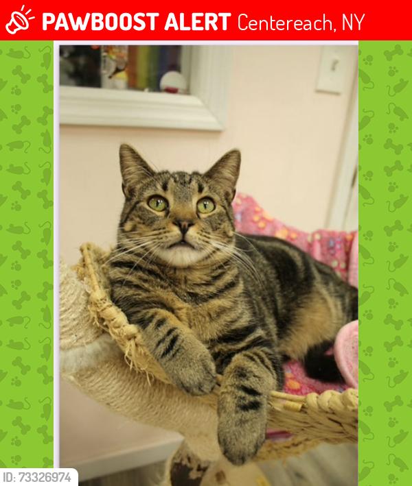 Lost Male Cat last seen Manhattan and forest, Centereach, NY 11720
