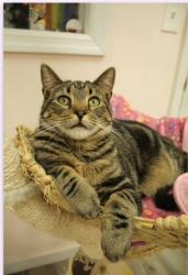 Lost Male Cat last seen Manhattan and forest, Centereach, NY 11720