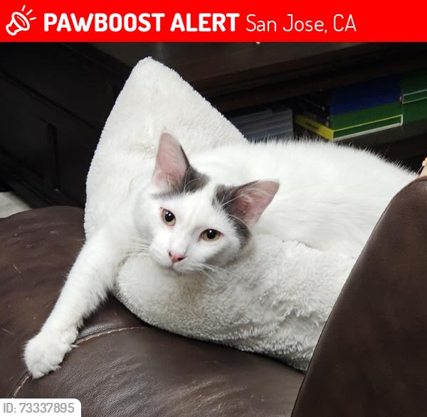 Lost Male Cat last seen Northlake, San Jose, CA 95129