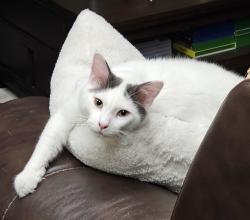 Lost Male Cat last seen Northlake, San Jose, CA 95129