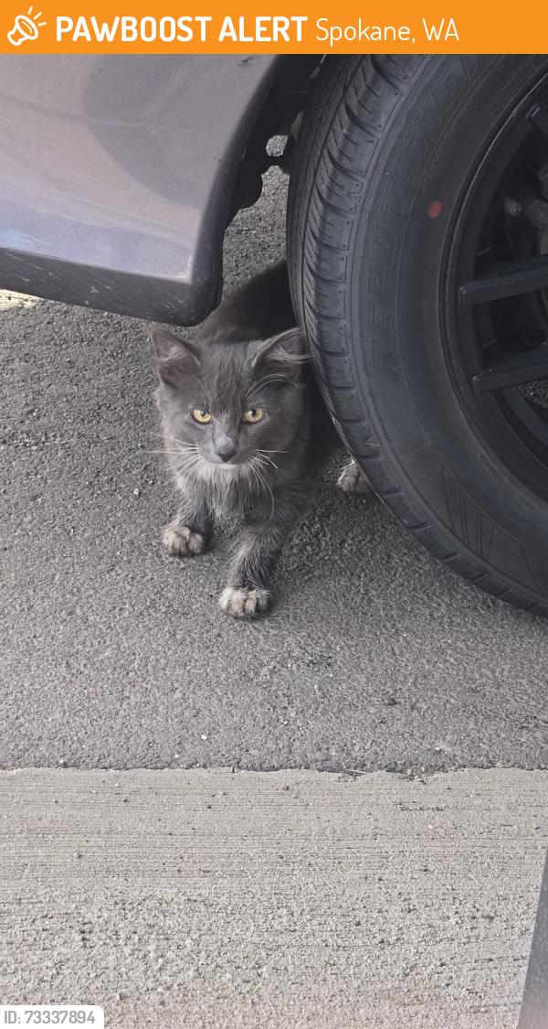 Found/Stray Unknown Cat last seen Near w garden springs rd apt, Spokane, WA 99224