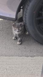 Found/Stray Unknown Cat last seen Near w garden springs rd apt, Spokane, WA 99224