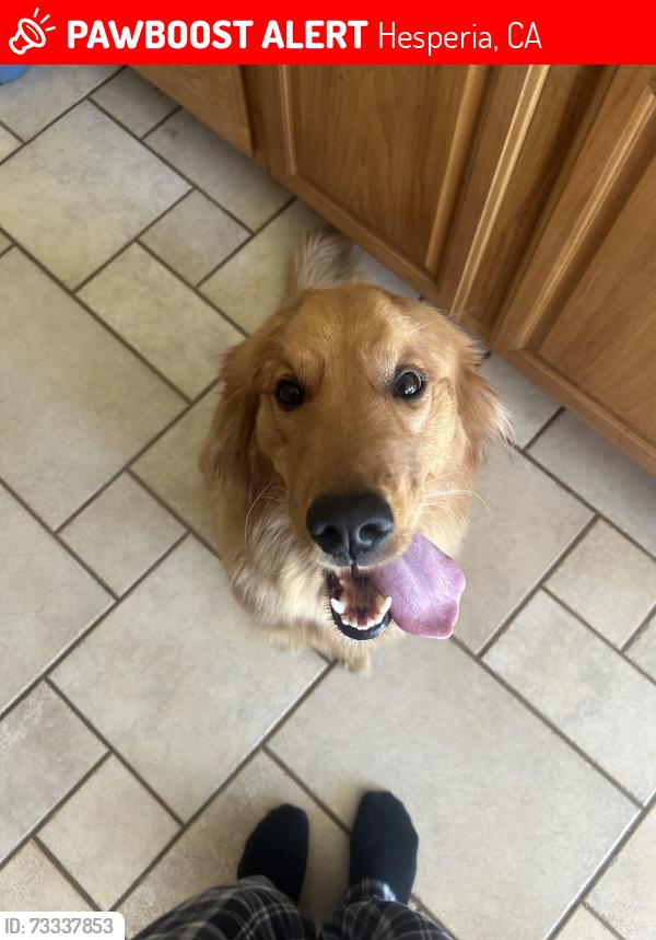 Lost Female Dog last seen 10th ave in Hesperia, Hesperia, CA 92345
