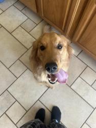 Lost Female Dog last seen 10th ave in Hesperia, Hesperia, CA 92345