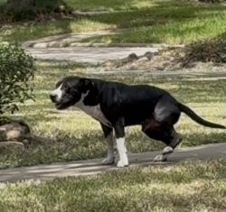 Found/Stray Male Dog last seen Eastwood Street, between Leeland and Polk, Houston, TX 77023