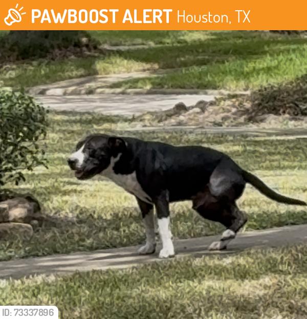 Found/Stray Male Dog last seen Eastwood Street, between Leeland and Polk, Houston, TX 77023