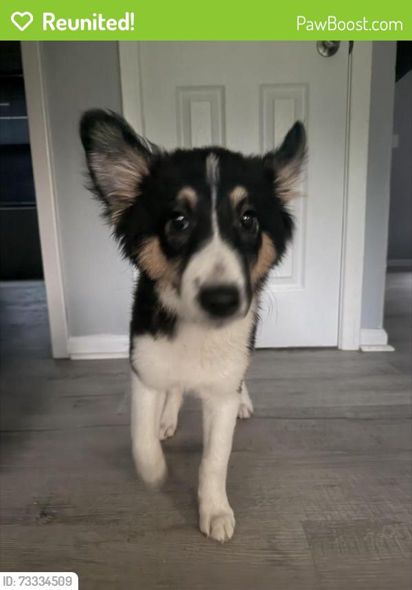 Reunited Male Dog last seen Fire department, Fayetteville, NC 28303