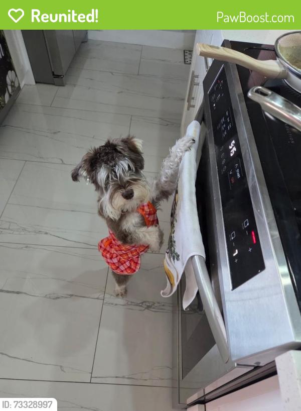 Reunited Female Dog last seen Near street and nw 49 ave, Miami Gardens, FL 33055