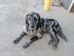 Found/Stray Male Dog last seen Near, Grand Prairie, TX 75050