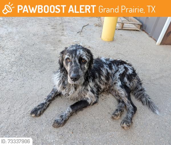 Found/Stray Male Dog last seen Near, Grand Prairie, TX 75050