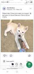 Reunited Male Dog last seen PENNS GROVE, Spring, TX 77373