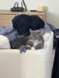 Reunited Female Cat last seen thorn reservoir, El Paso, TX 79912