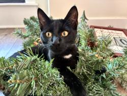 Lost Female Cat last seen Lakeside ests, Houston, TX 77042