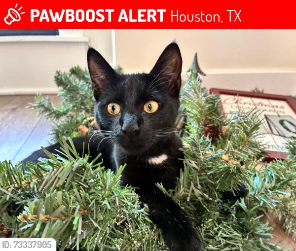 Lost Female Cat last seen Lakeside ests, Houston, TX 77042