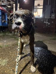Found/Stray Male Dog last seen Jackson ave and Springdale street, Memphis, TN 38112