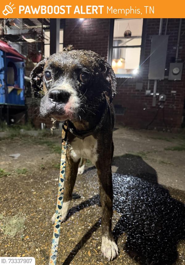 Found/Stray Male Dog last seen Jackson ave and Springdale street, Memphis, TN 38112