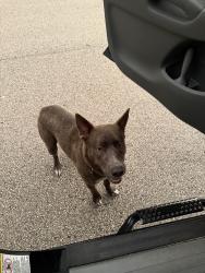 Found/Stray Male Dog last seen Wilson Rd, Conroe, TX 77304
