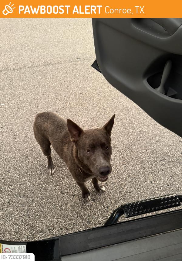 Found/Stray Male Dog last seen Wilson Rd, Conroe, TX 77304