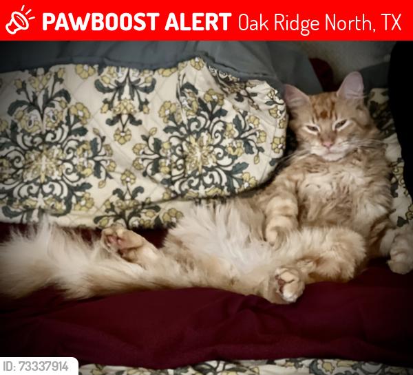 Lost Male Cat last seen Robinson Rd 77386, Oak Ridge North, TX 77385