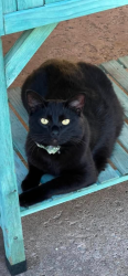 Reunited Male Cat last seen Winwood park, Kansas City, MO 64117
