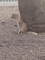 Found/Stray Unknown Cat last seen 23rd ave & devonshire, Phoenix, AZ 85015