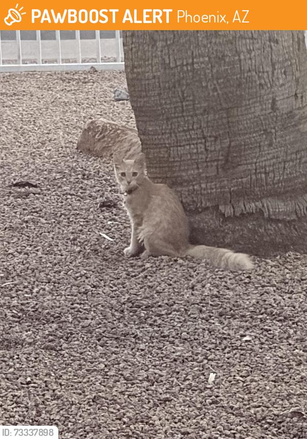 Found/Stray Unknown Cat last seen 23rd ave & devonshire, Phoenix, AZ 85015