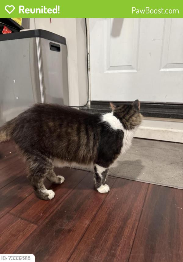 Reunited Male Cat last seen Richmond rd, Staten Island, NY 10304