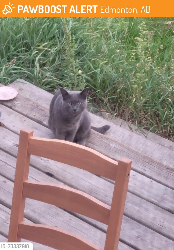 Found/Stray Male Cat last seen Near avenue and 111th street., Edmonton, AB 