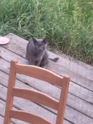 Found/Stray Male Cat last seen Near avenue and 111th street., Edmonton, AB 