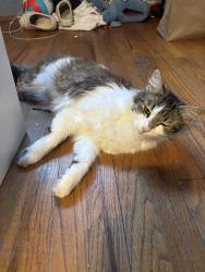 Lost Female Cat last seen Lincoln and euclid, Anaheim, CA 92804