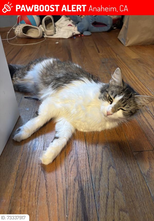 Lost Female Cat last seen Lincoln and euclid, Anaheim, CA 92804