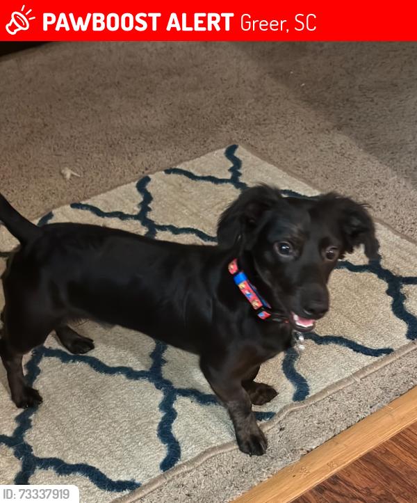 Lost Male Dog last seen Near Greer food Lion, Greer Chick-Fil-A, Greer, SC 29687