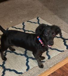 Lost Male Dog last seen Near Greer food Lion, Greer Chick-Fil-A, Greer, SC 29687