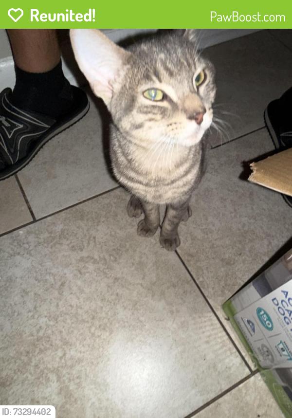 Reunited Male Cat last seen Ashton circle, Fredericksburg, Spotsylvania County, VA 22407