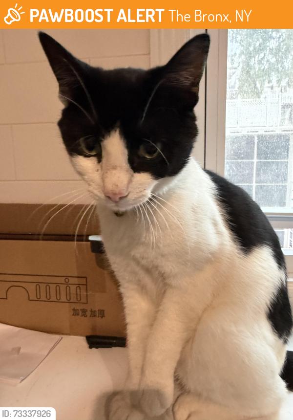 Found/Stray Female Cat last seen Hering Ave, The Bronx, NY 10469