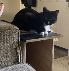 Reunited Female Cat last seen 14th St & College Ave, Tempe, AZ 85281