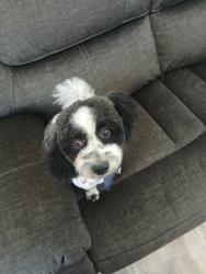 Lost Male Dog last seen Near s redwood, Salt Lake City, UT 84129