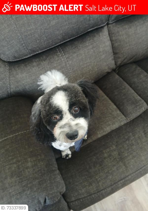 Lost Male Dog last seen Near s redwood, Salt Lake City, UT 84129