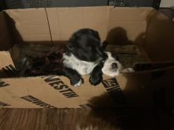 Reunited Female Dog last seen W Central, N Nettleton, W Nichols, Fort, Springfield, MO 65802