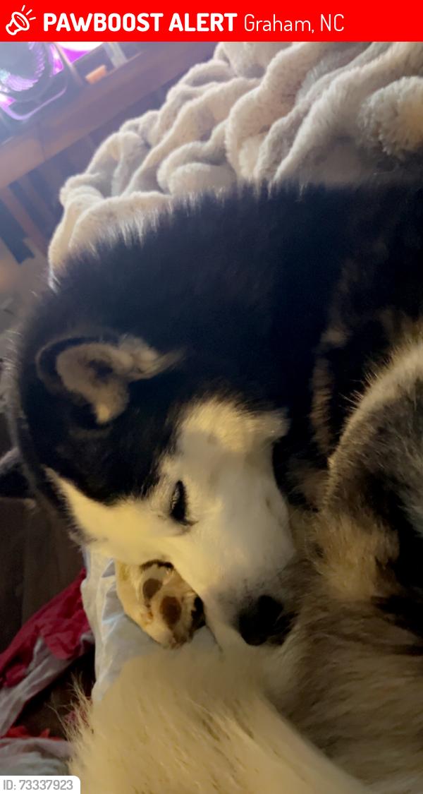 Lost Male Dog last seen Cypress drive, Graham, NC 27253
