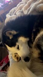 Lost Male Dog last seen Cypress drive, Graham, NC 27253