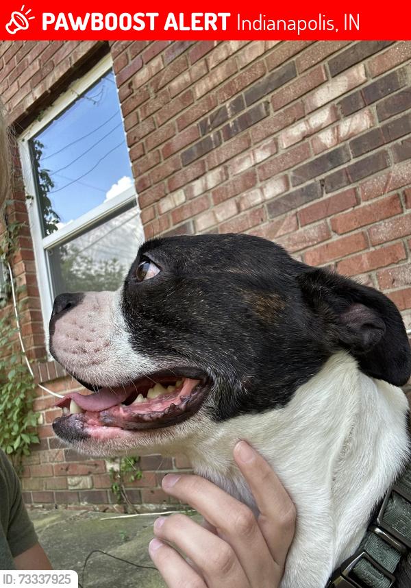 Lost Male Dog last seen Near Williamsburg ct, Indianapolis, IN 46226