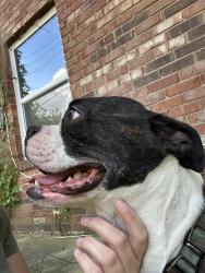 Lost Male Dog last seen Near Williamsburg ct, Indianapolis, IN 46226
