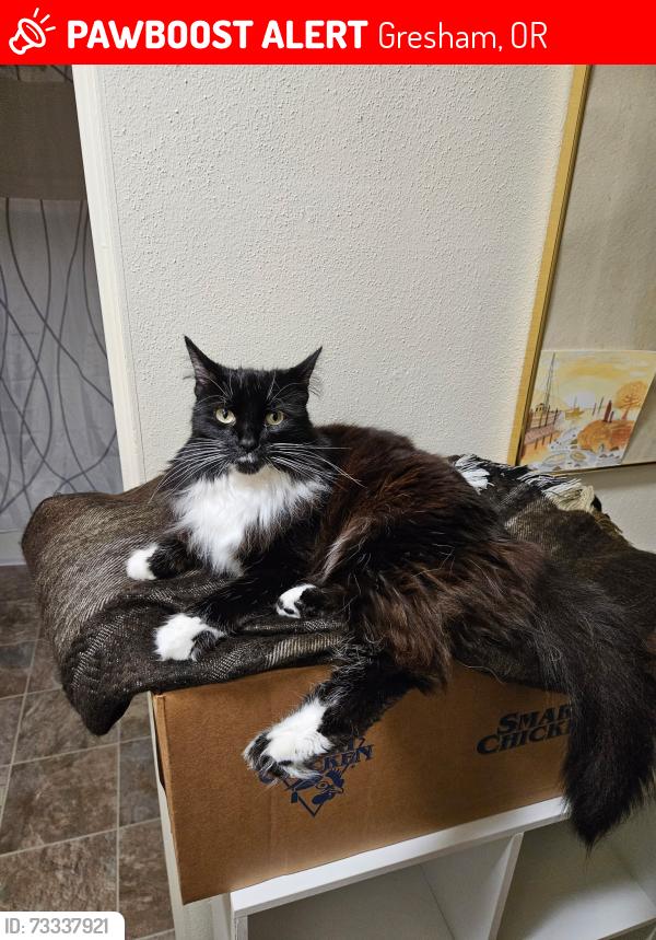 Lost Female Cat last seen SE Night Heron and 16th loop, Gresham, OR 97080