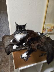 Lost Female Cat last seen SE Night Heron and 16th loop, Gresham, OR 97080