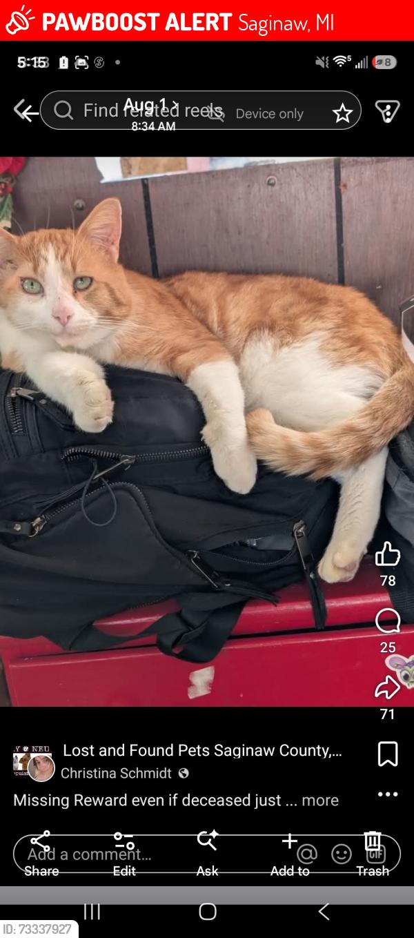 Lost Male Cat last seen Hermansau/sunset, Saginaw, MI 48603